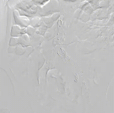 6.gif